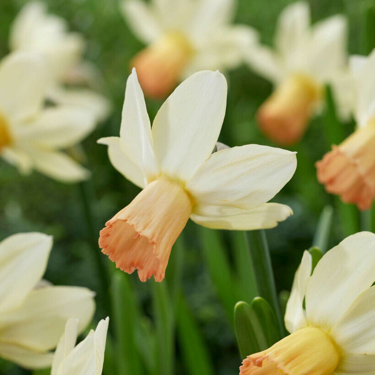 Narcissus 'Carice'